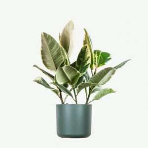 Calathea Beauty Star